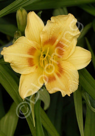 Hemerocallis 'Black-Eyed Stella'