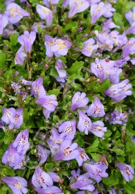 Mazus reptans 