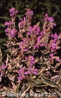 Physostegia virginiana 'Variegata'                