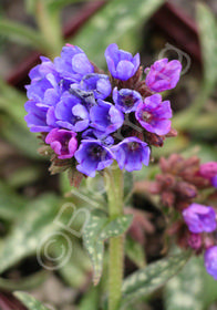 Pulmonaria longifolia