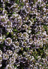 Thymus vulgaris 'Orange Balsam'