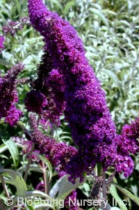 Buddleia davidii 'Black Knight'