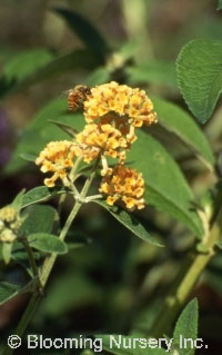 Buddleia x weyeriana 'Sungold'                    