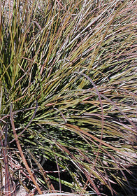 Carex testacea