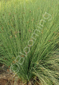 Juncus 'Occidental Blue'