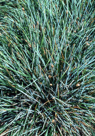 Sesleria caerulea 