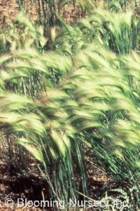 Stipa pulcherrima 'Windfeder'