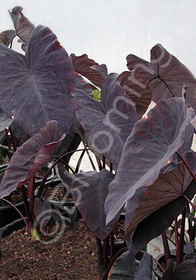 Colocasia 'Jet Black Wonder'