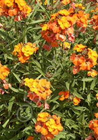 Erysimum 'Apricot Twist'