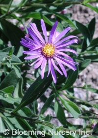 Aster amellus 'Violet Queen'                      