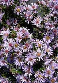 Aster (Symphyotrichum) x lateriflorus 'Coombe Fishacre'