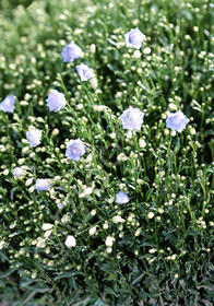 Campanula cochleariifolia 'Elizabeth Oliver'      