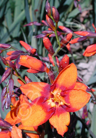 Crocosmia 'Emily McKenzie'