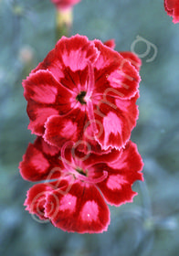 Dianthus 'Unique'