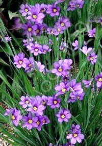 Sisyrinchium angustifolium 'Lucerne'