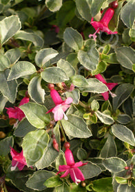 Fuchsia microphylla 'Variegated Lottie Hobby'