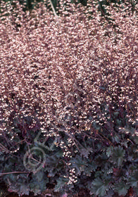 Heuchera 'Ebony & Ivory'