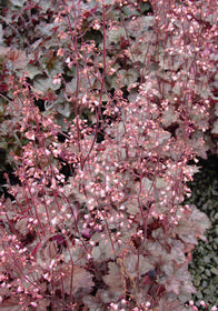 Heuchera 'Regina'