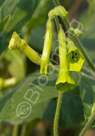 Nicotiana langsdorfii