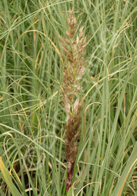 Cortaderia selloana 'Icalma'