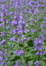 Nepeta 'Joanna Reed'