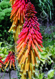 Kniphofia 'Bressingham Comet'