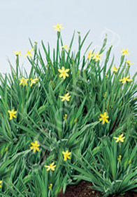 Sisyrinchium californicum 'Yellow Stone'