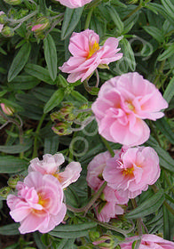 Helianthemum 'Annabel'