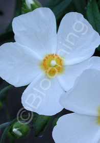 Cistus 'Elma'