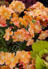 Lewisia cotyledon 'Sunset Strain'