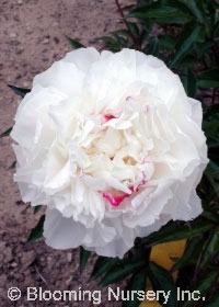 Paeonia lactiflora hybrid 'Shirley Temple'