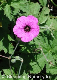 Geranium psilostemon 'Bressingham Flair'          