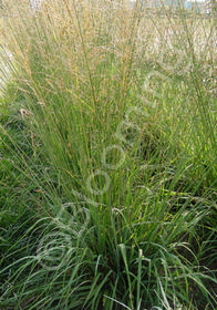 Molinia arundinacea 'Skyracer'
