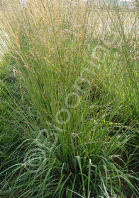 Molinia arundinacea 'Skyracer'