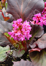 Bergenia  'Abendglut' ('Evening Glow')