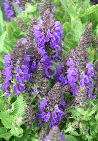 Salvia nemorosa 'Marcus'