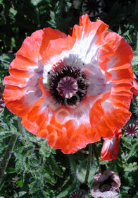 Papaver orientale 'Picotee'