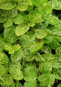 Lonicera japonica 'Aureo-reticulata'