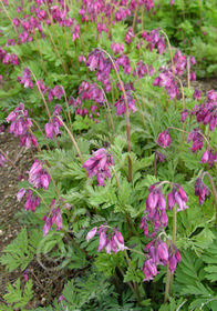 Dicentra eximia                                   