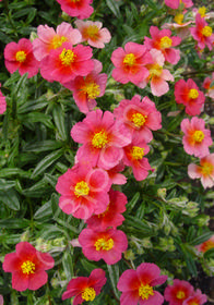 Helianthemum nummularium 'Ben Ledi'