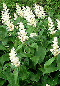 Smilacina racemosa