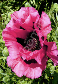 Papaver orientale 'Raspberry Queen'