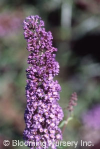 Buddleia nanhoensis 'Indigo'                      