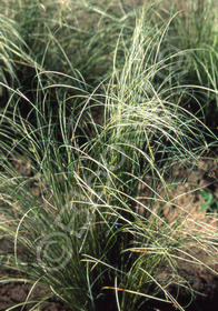 Carex buchananii 'Viridis'