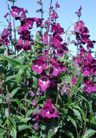 Penstemon 'Raven'