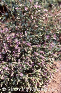 Origanum 'Santa Cruz'