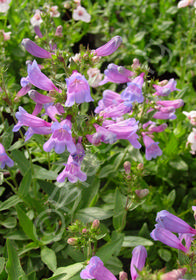 Penstemon heterophyllus 'Catherine de la Mar'