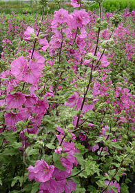 Lavatera 'Candy Floss'