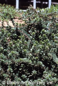 Arctostaphylos uva-ursi 'Alaska'                  