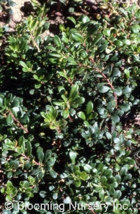 Arctostaphylos uva-ursi 'Point Reyes'             